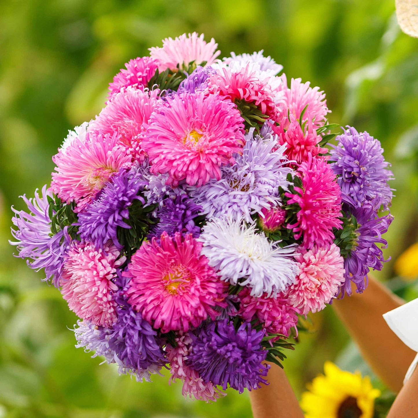 Giants of California Aster