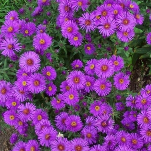 New England Aster