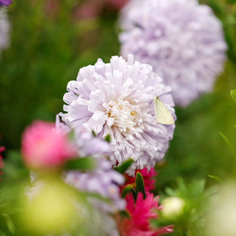 Ostrich Feather Mix Aster