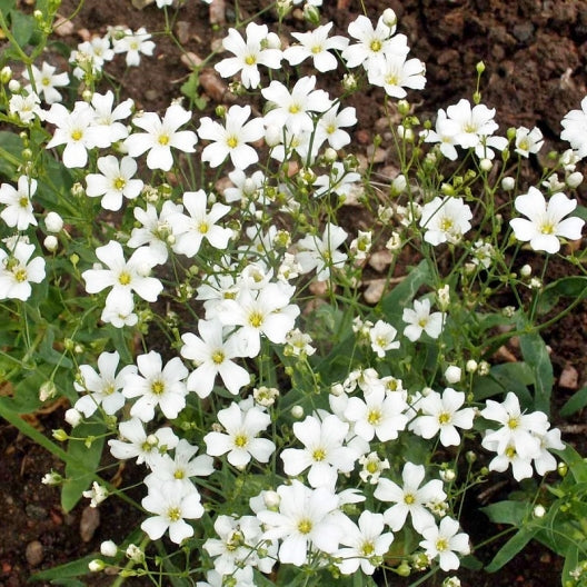 Annual Babys Breath