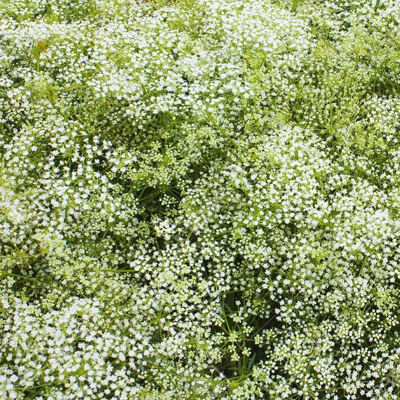 Perennial Babys Breath