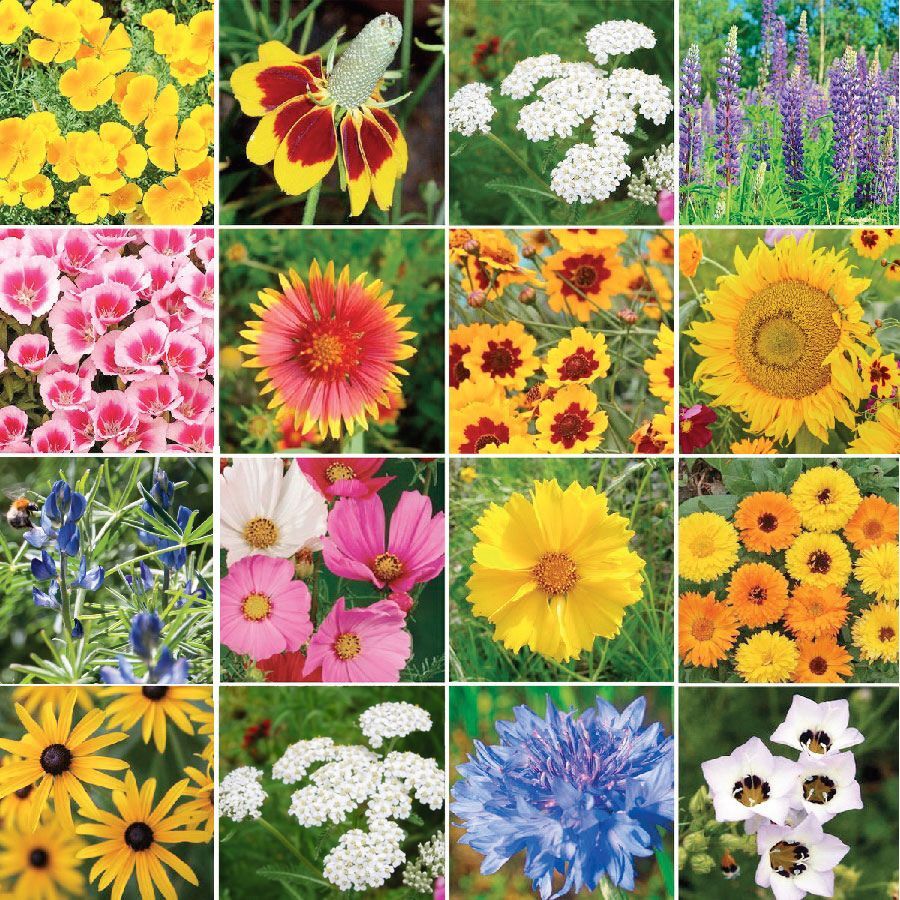 Wildflower Seeds Bulk Wildflower seeds bulk
