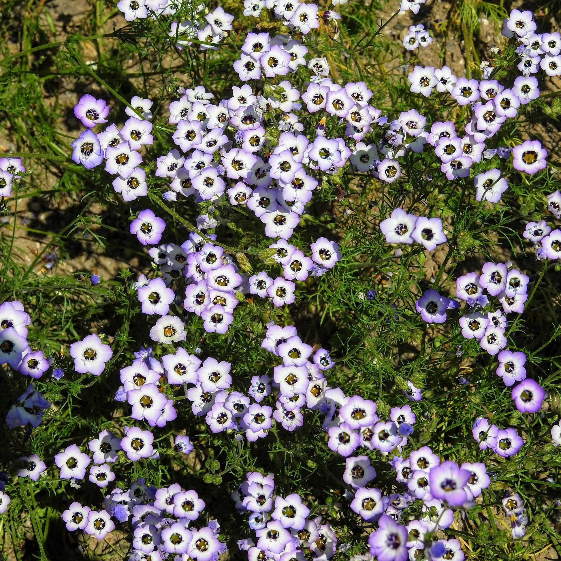 birds eye flower seeds Bulk Birds Eyes Seeds Packet