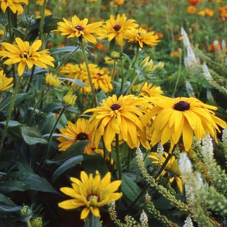 Double Golden Gloriosa Black Eyed Susan