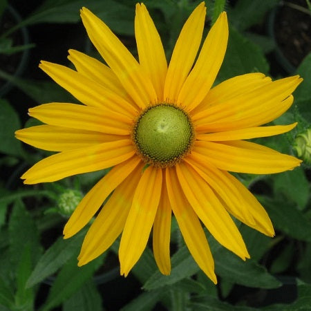 Green Eyes Black Eyed Susan