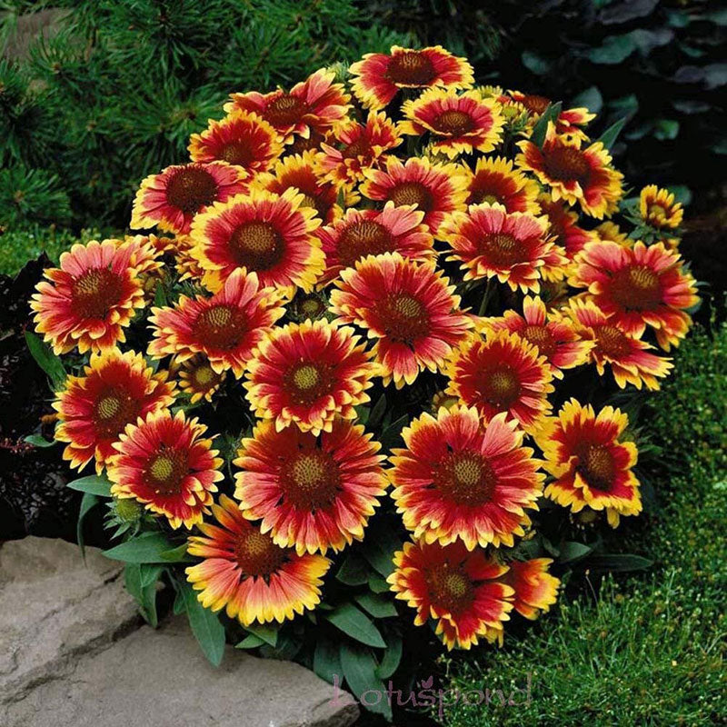 Dwarf Goblin Blanket Flower