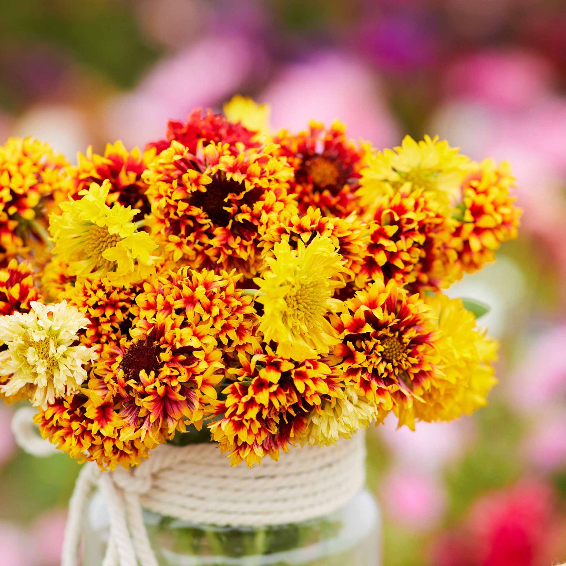 plant blanket flower seeds Bulk Blanket Flower Seeds