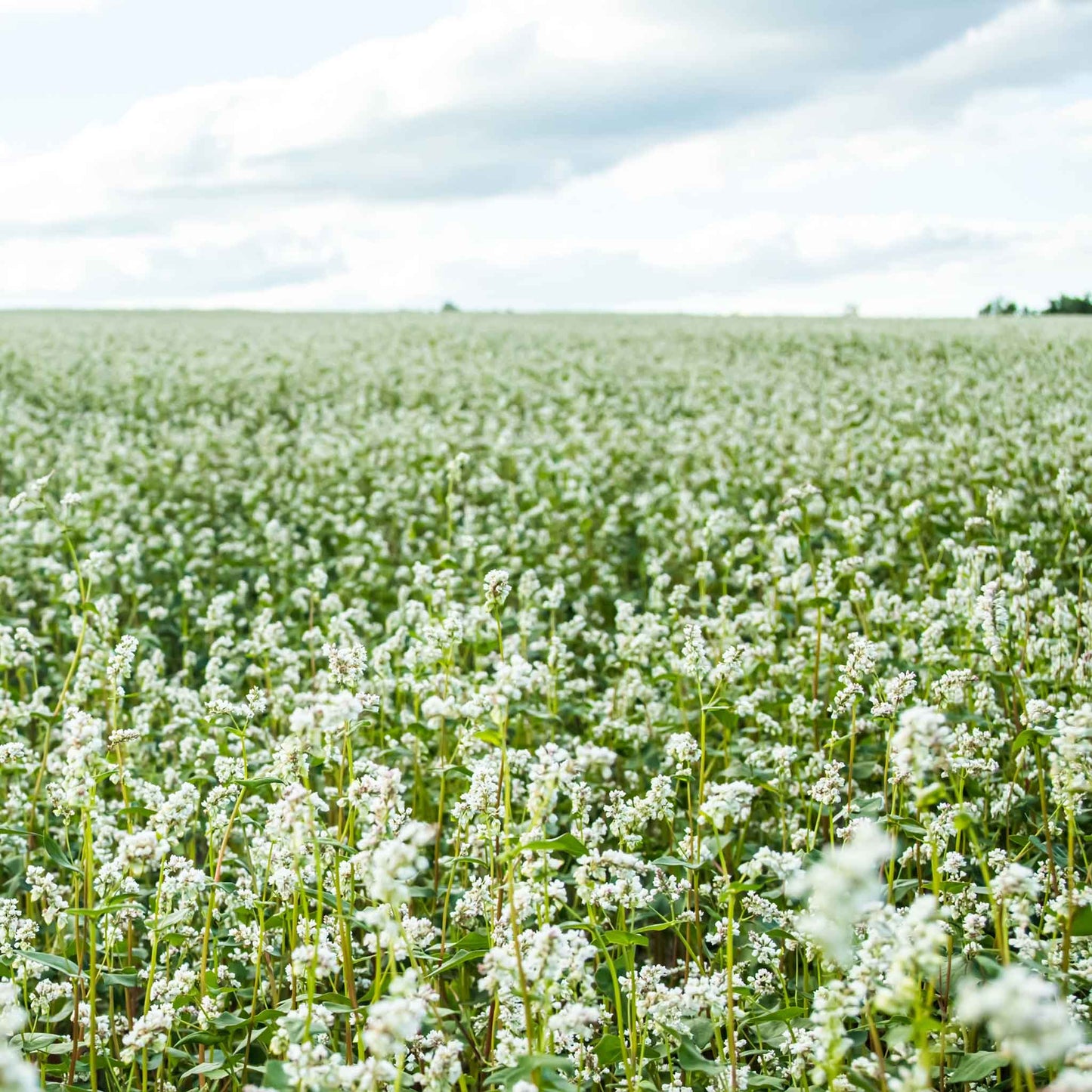 buckwheat