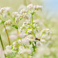 buckwheat
