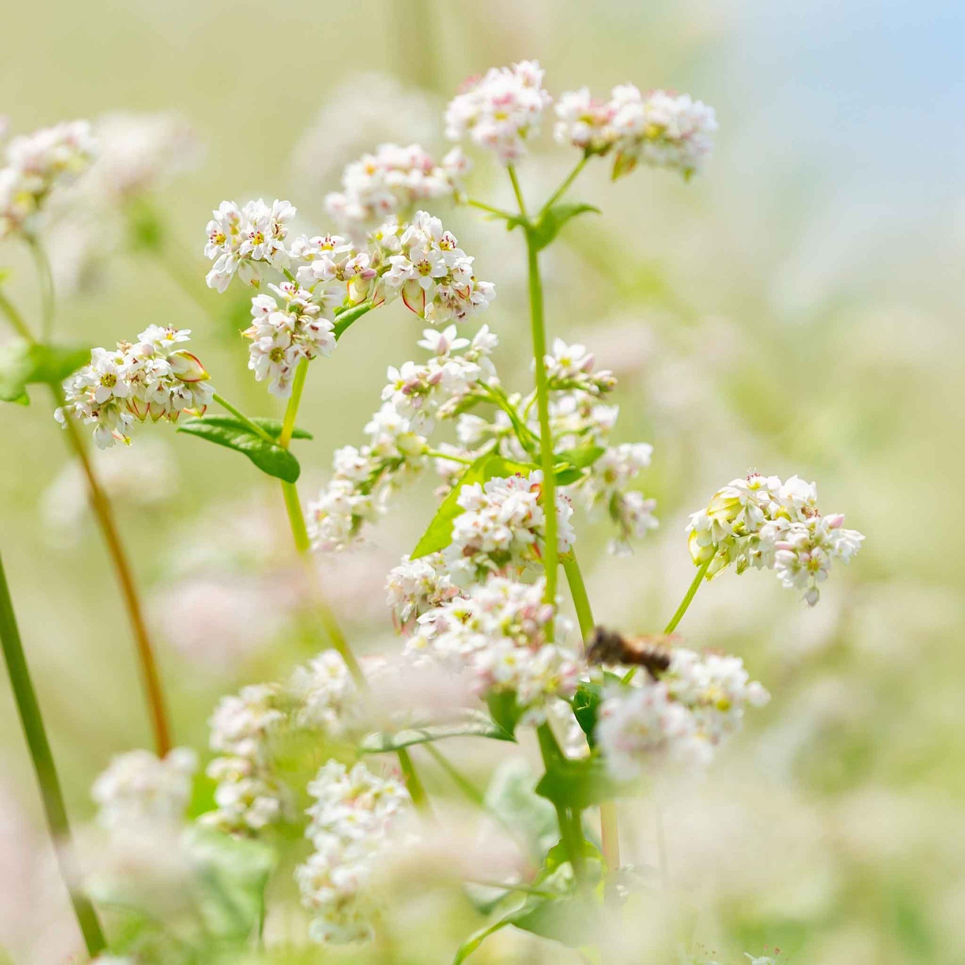 buckwheat flower seeds Bulk Buckwheat Seeds