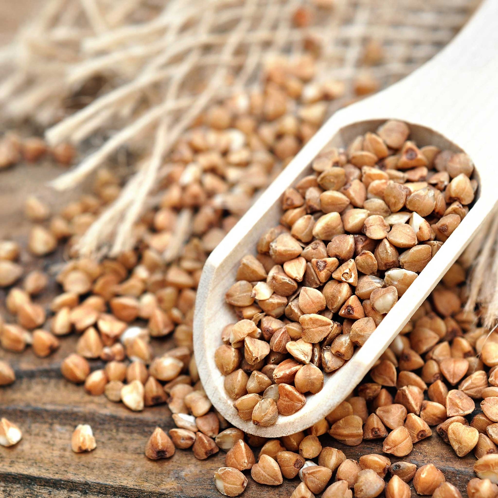 buckwheat plant seeds Bulk Buckwheat Seeds