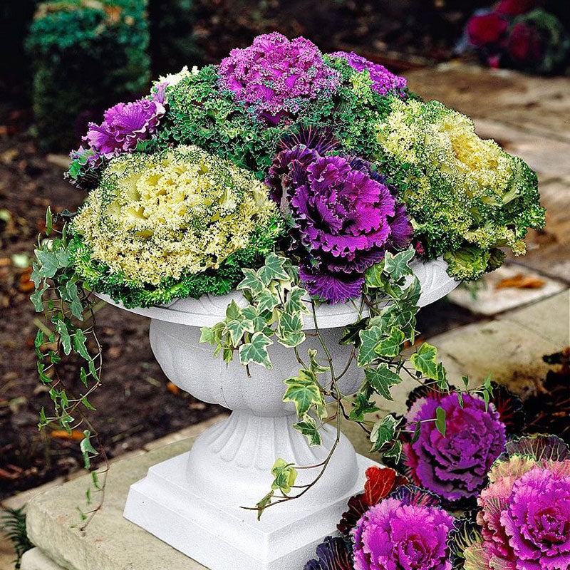 ornamental cabbage mix