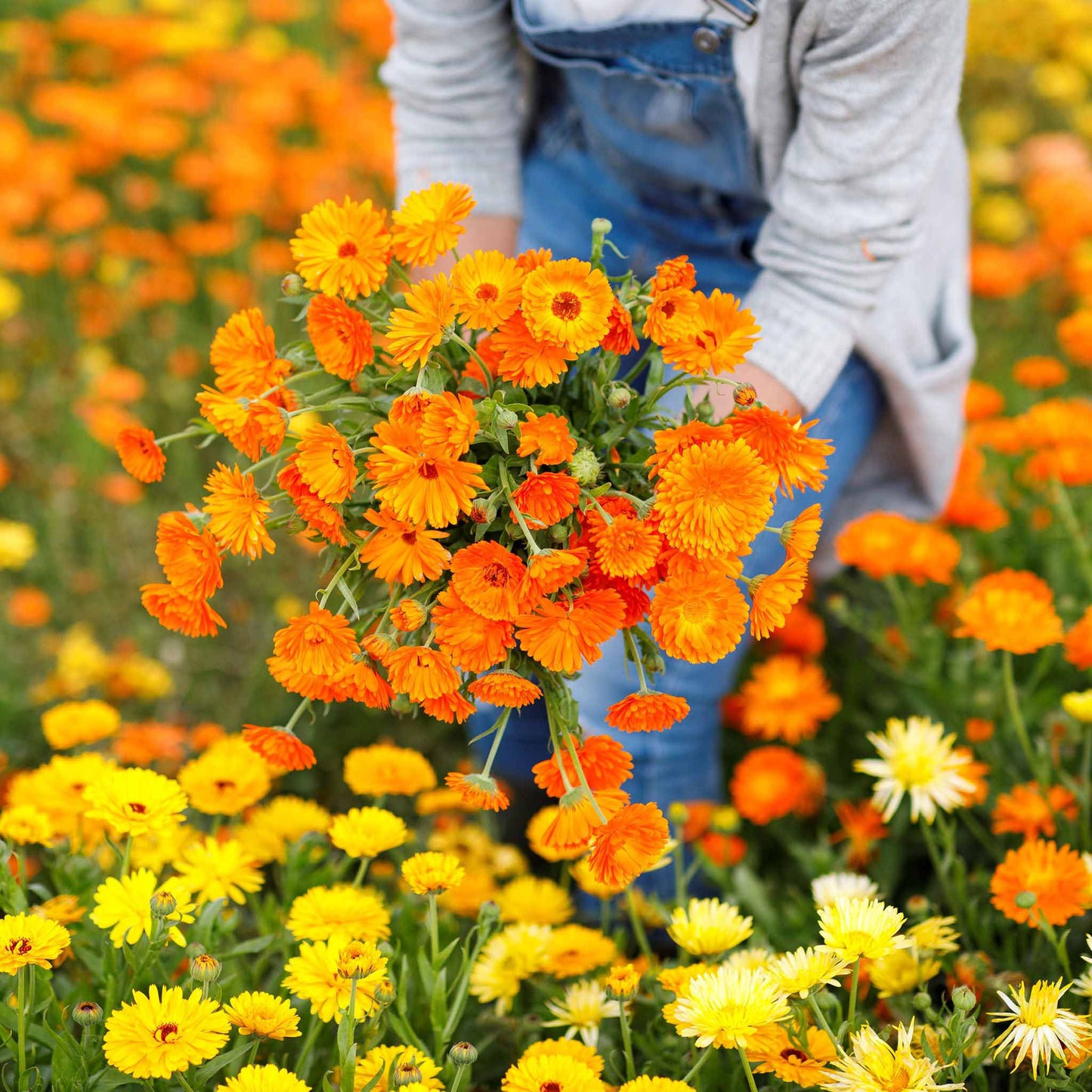 Balls Improved Orange Calendula