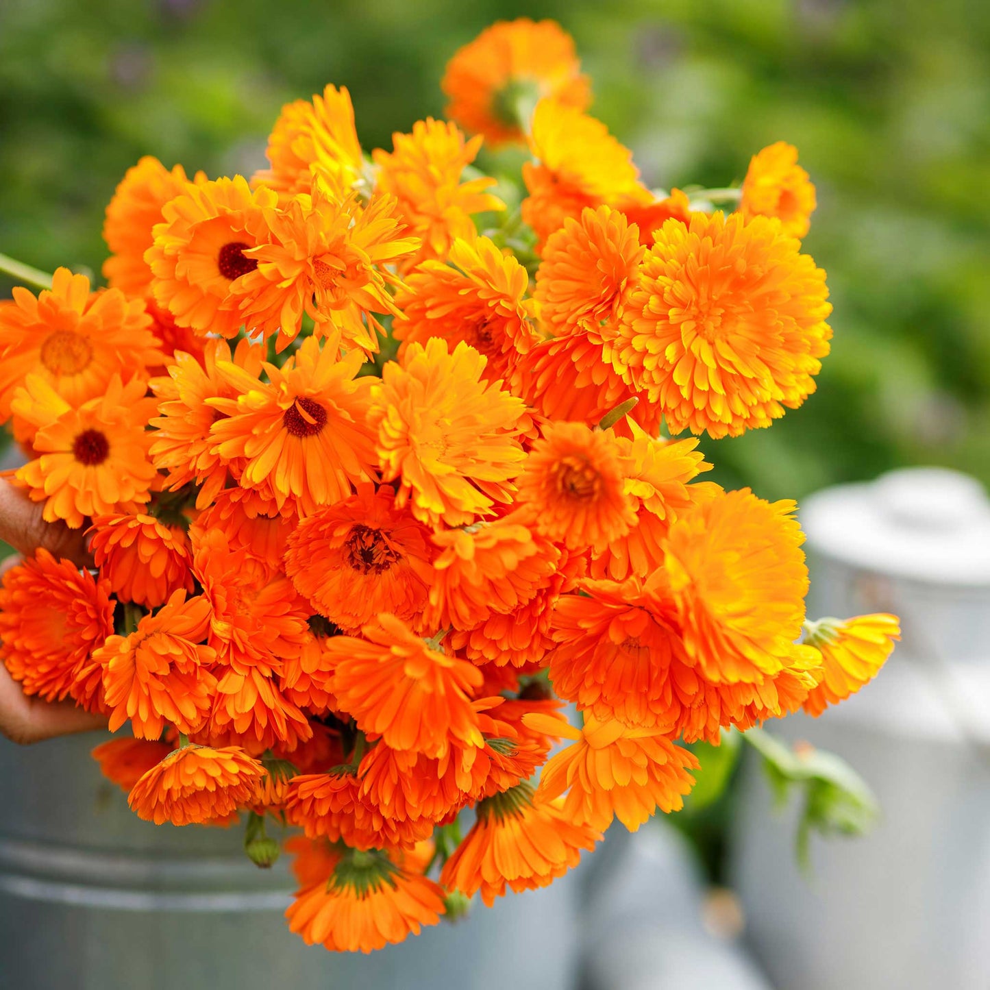 Balls Improved Orange Calendula