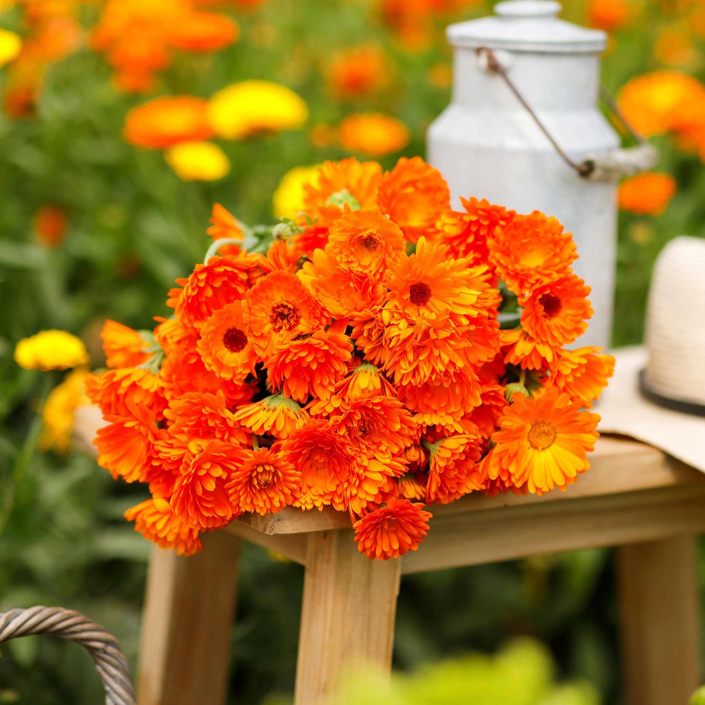 Balls Improved Orange Calendula