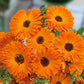 Geisha Girl Calendula
