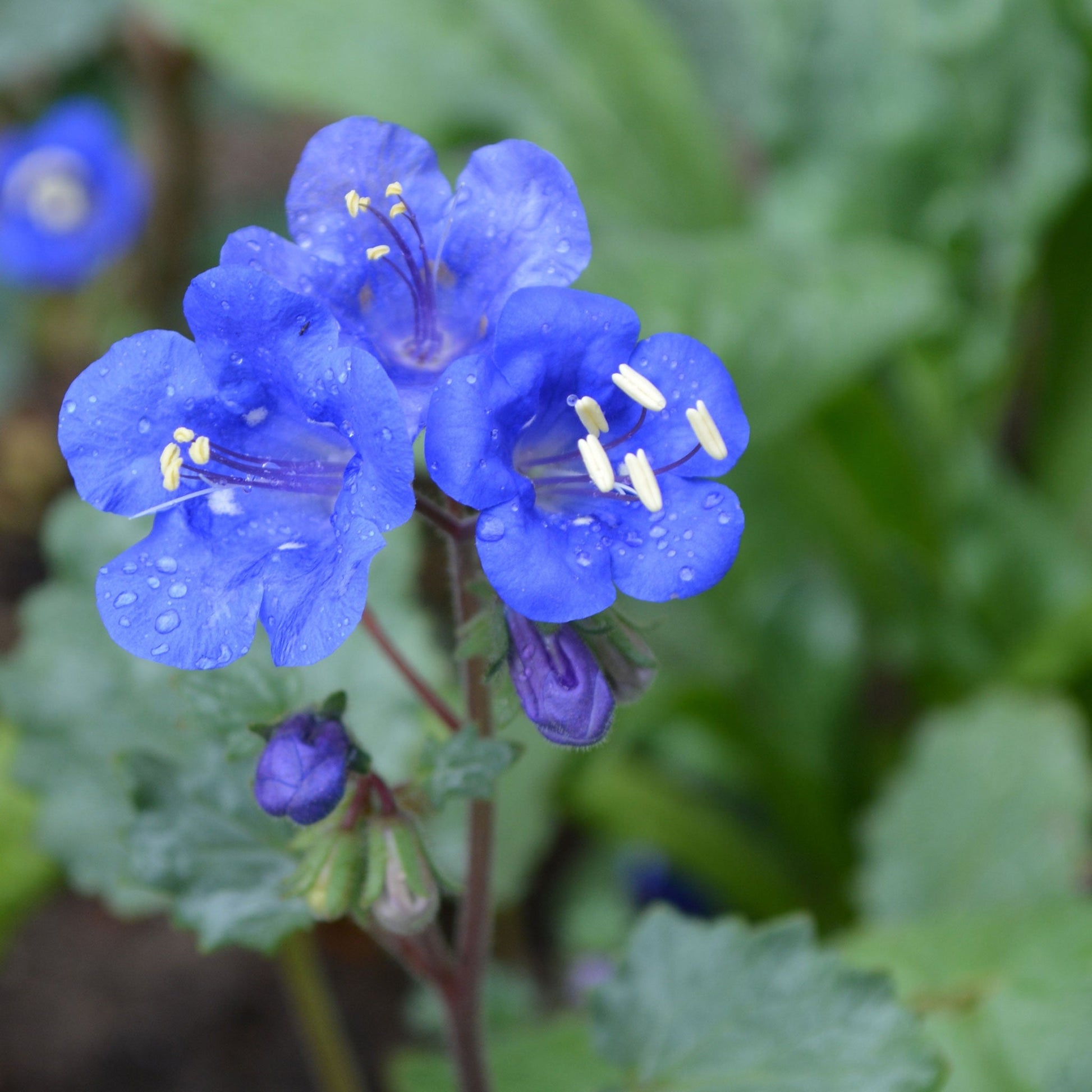plant bluebell seeds Bulk California Bluebell Seeds