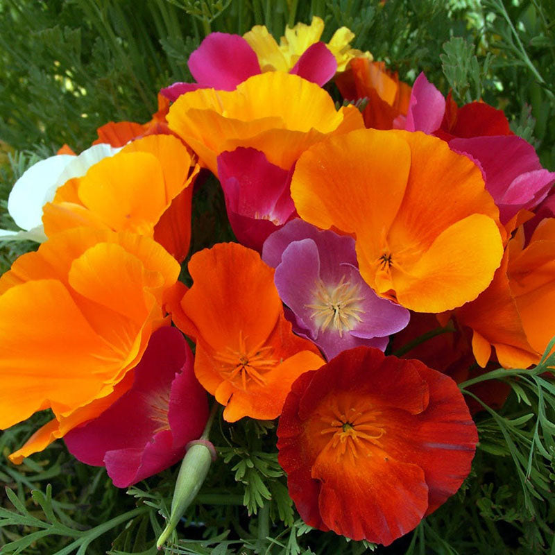 California Seed Mix