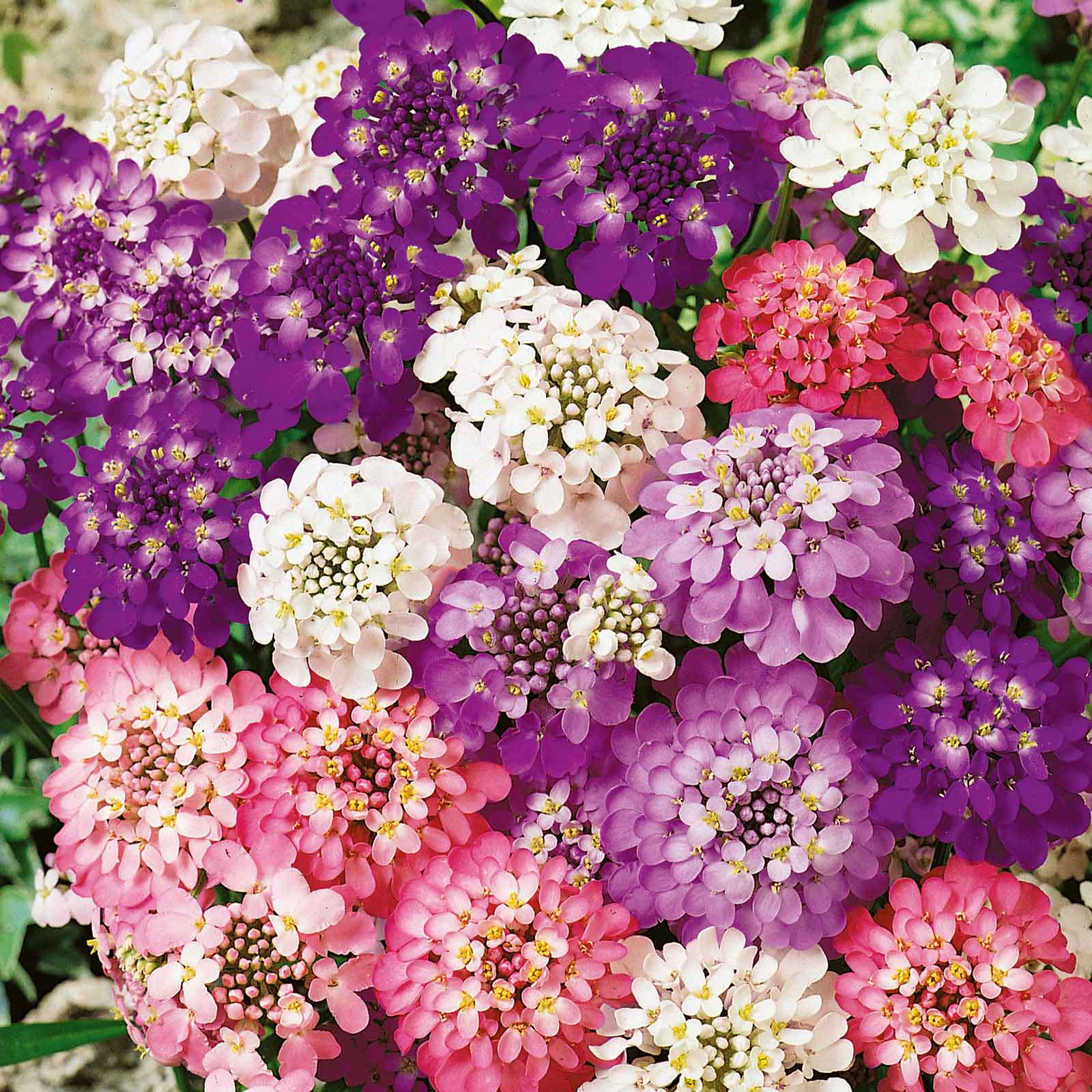 planting candytuft seeds Bulk Candytuft Seeds - Fairy Mix