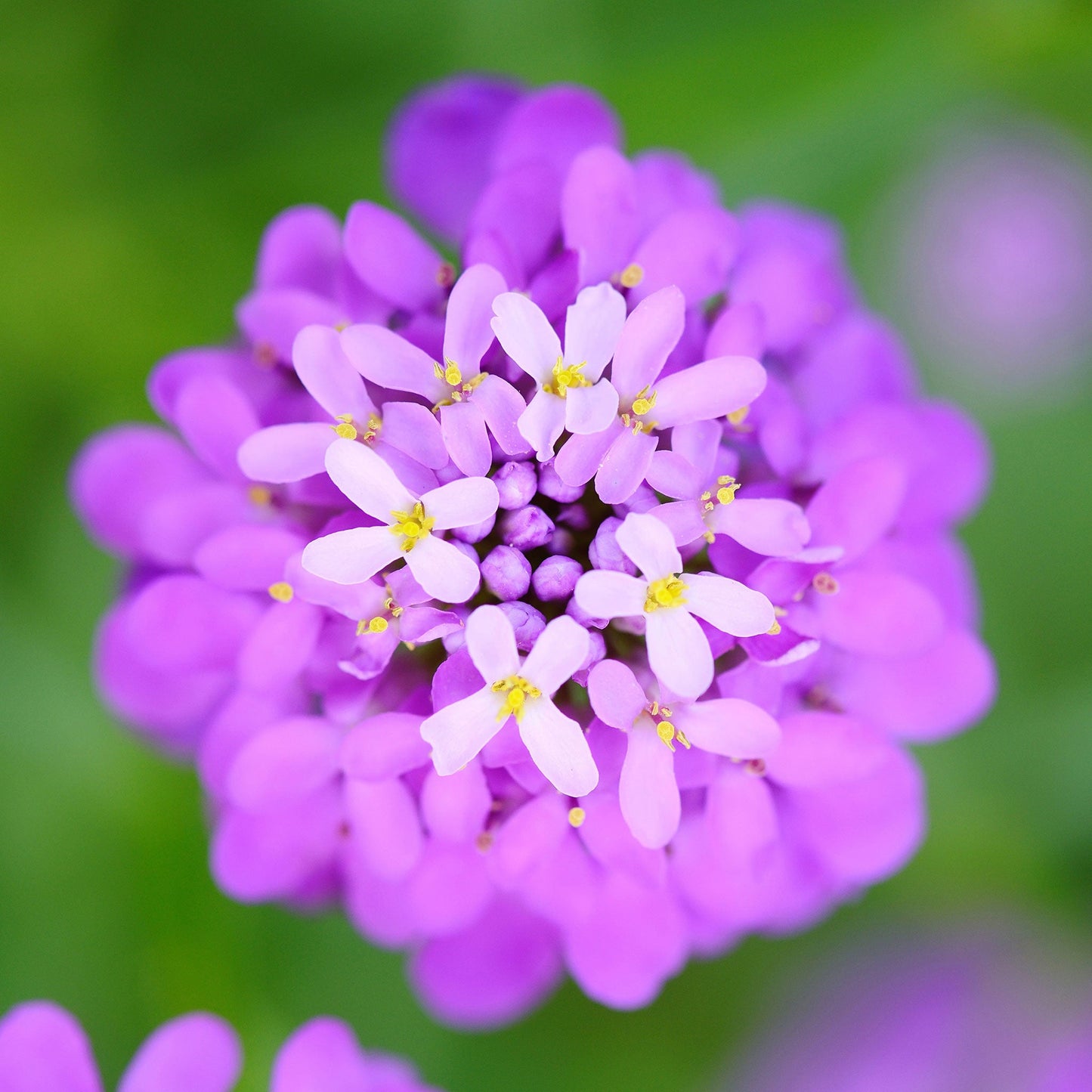 candytuft flower seeds Bulk Candytuft Seeds - Mixed Colors