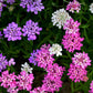 Mixed Colors candytuft