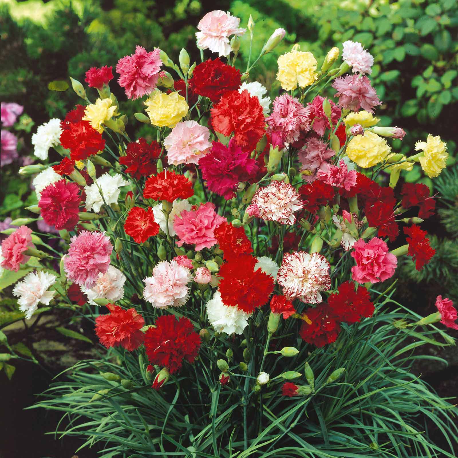 Grenadin Double Mix Carnation