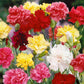 Grenadin Double Mix Carnation