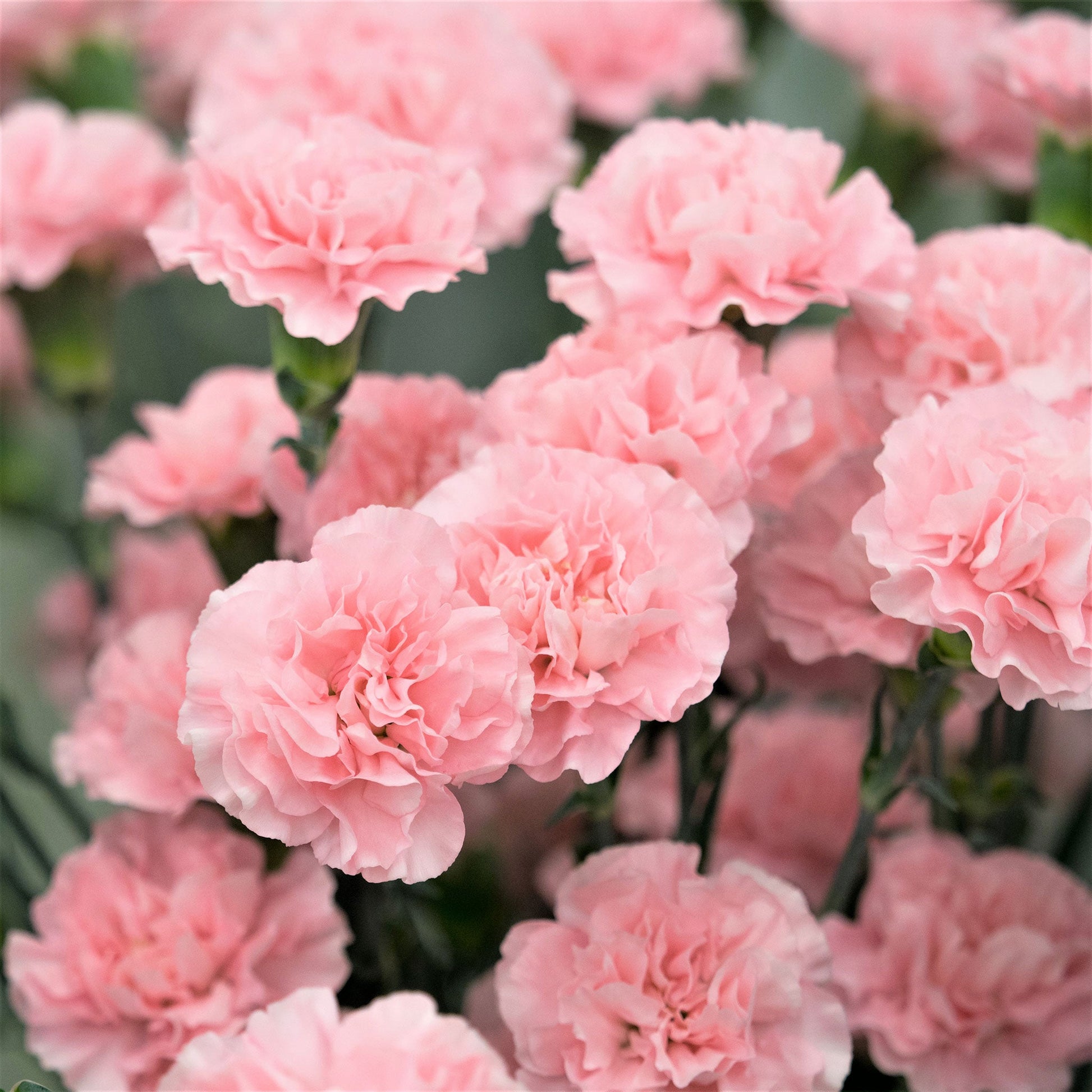 La France Carnation