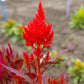 Forest Fire Celosia