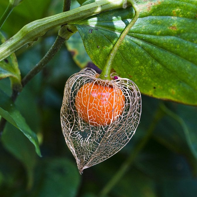 Chinese Lantern