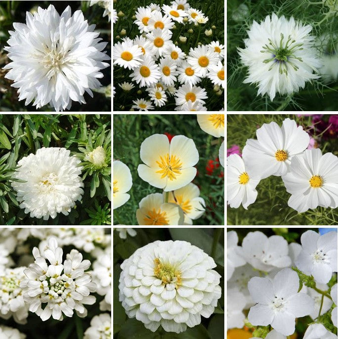 white flower seed mix