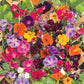 colorful climbers flower seed mix