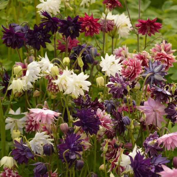 barlow mix columbine