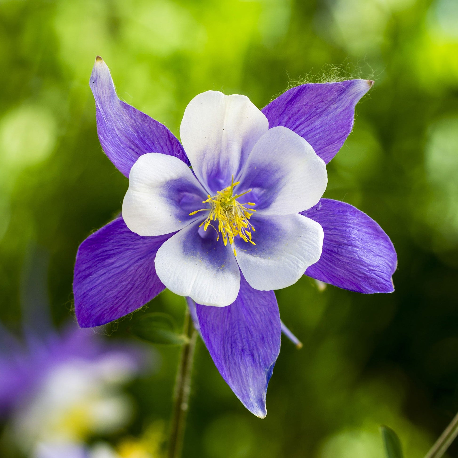 columbine plant seeds Bulk Blue Columbine Seeds 1/4 Pound