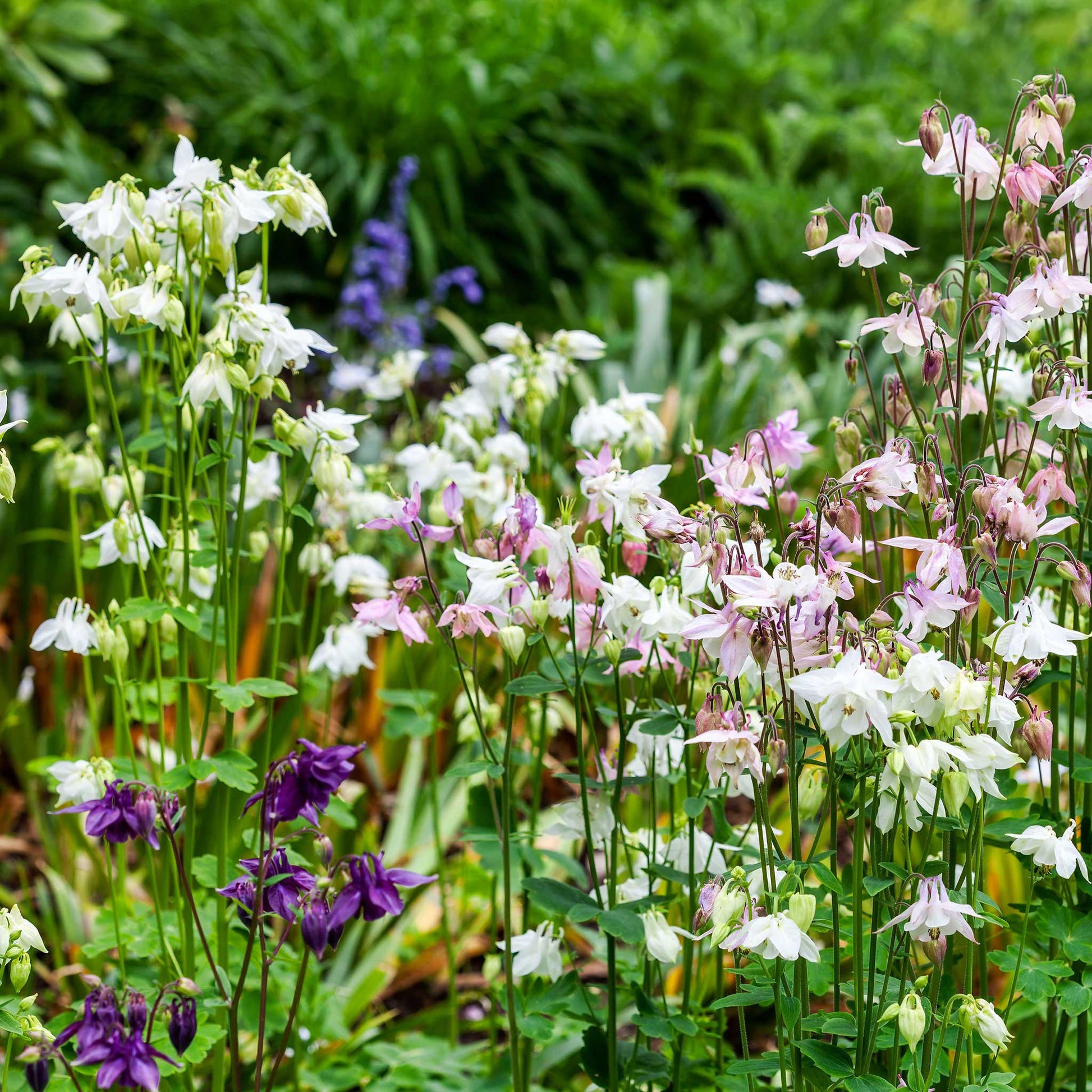 columbine planting seeds Bulk Dwarf / European Columbine Seeds Packet
