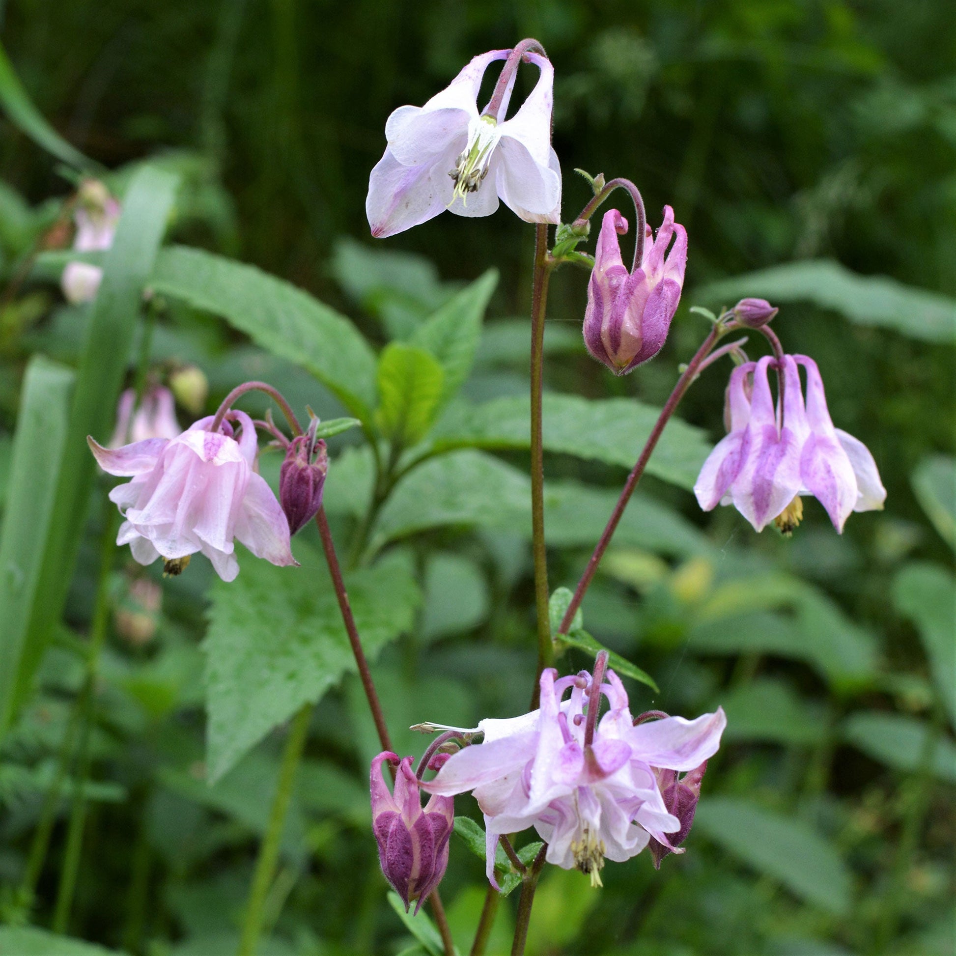 plant columbine seeds in fall Bulk European Columbine Seeds