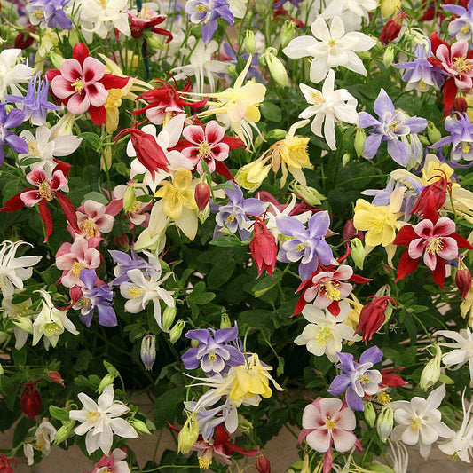 columbine mckana mix