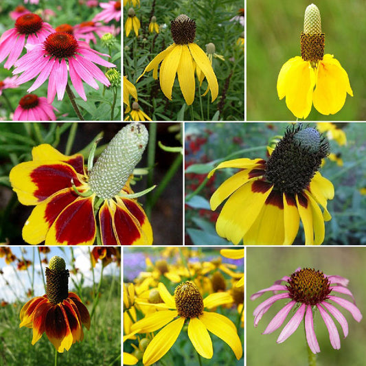coneflower seed mix