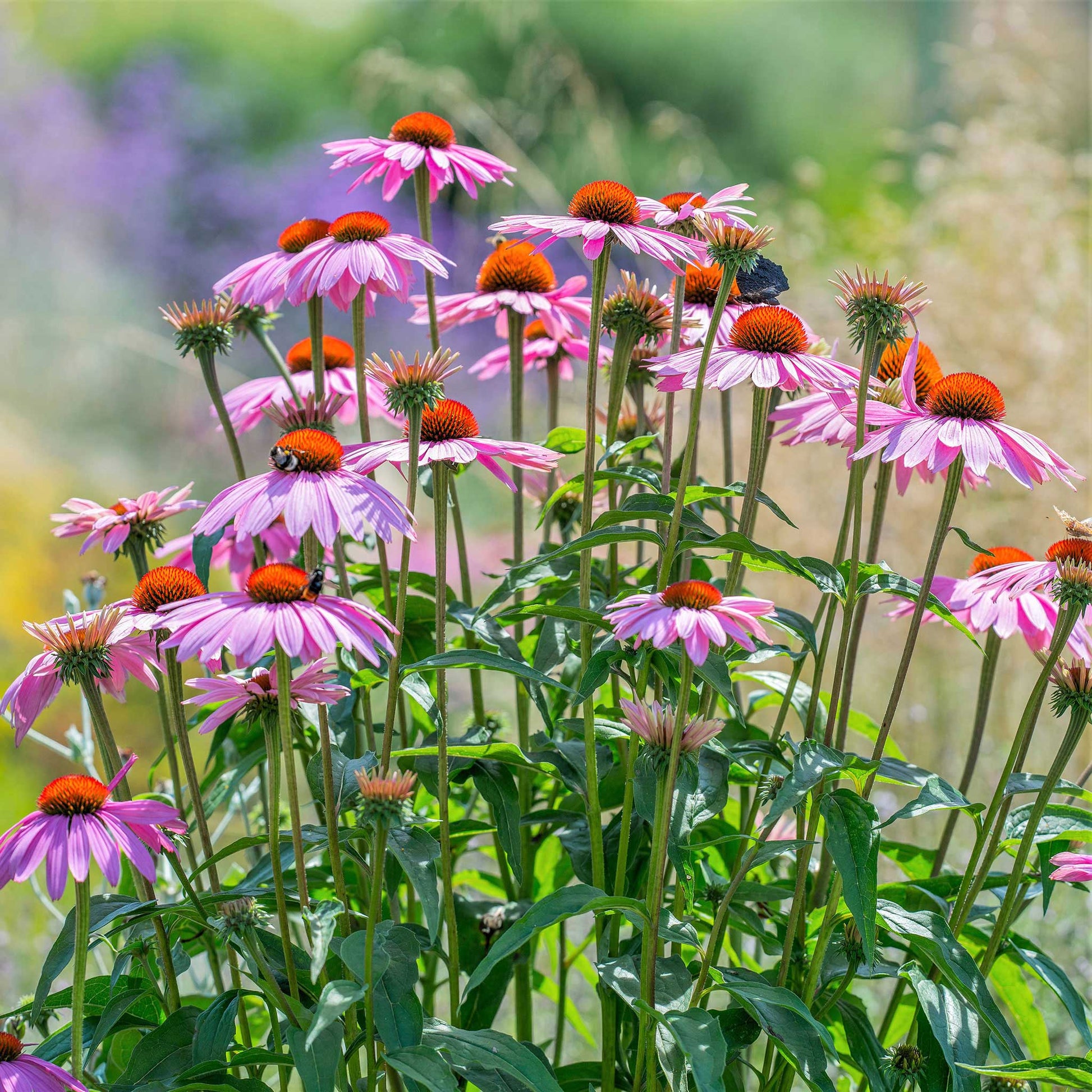 echinacea seeds for sale Bulk Purple Coneflower Seeds (Echinacea)