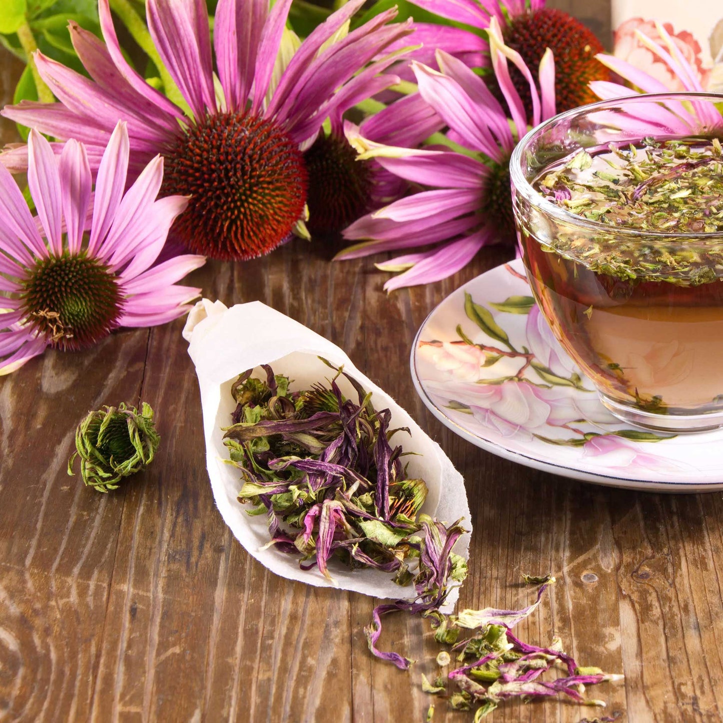 blue echinacea seeds Bulk Purple Coneflower Seeds (Echinacea)
