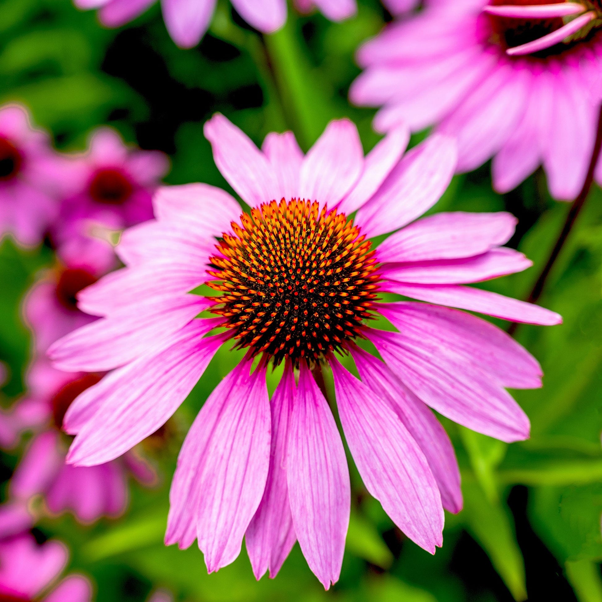 pink echinacea seeds Bulk Purple Coneflower Seeds (Echinacea)