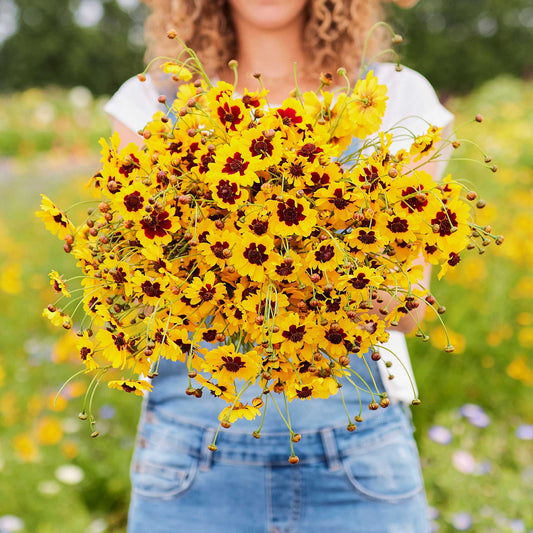 plains coreopsis