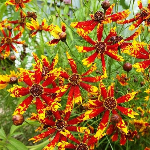 coreopsis radiana tigrina