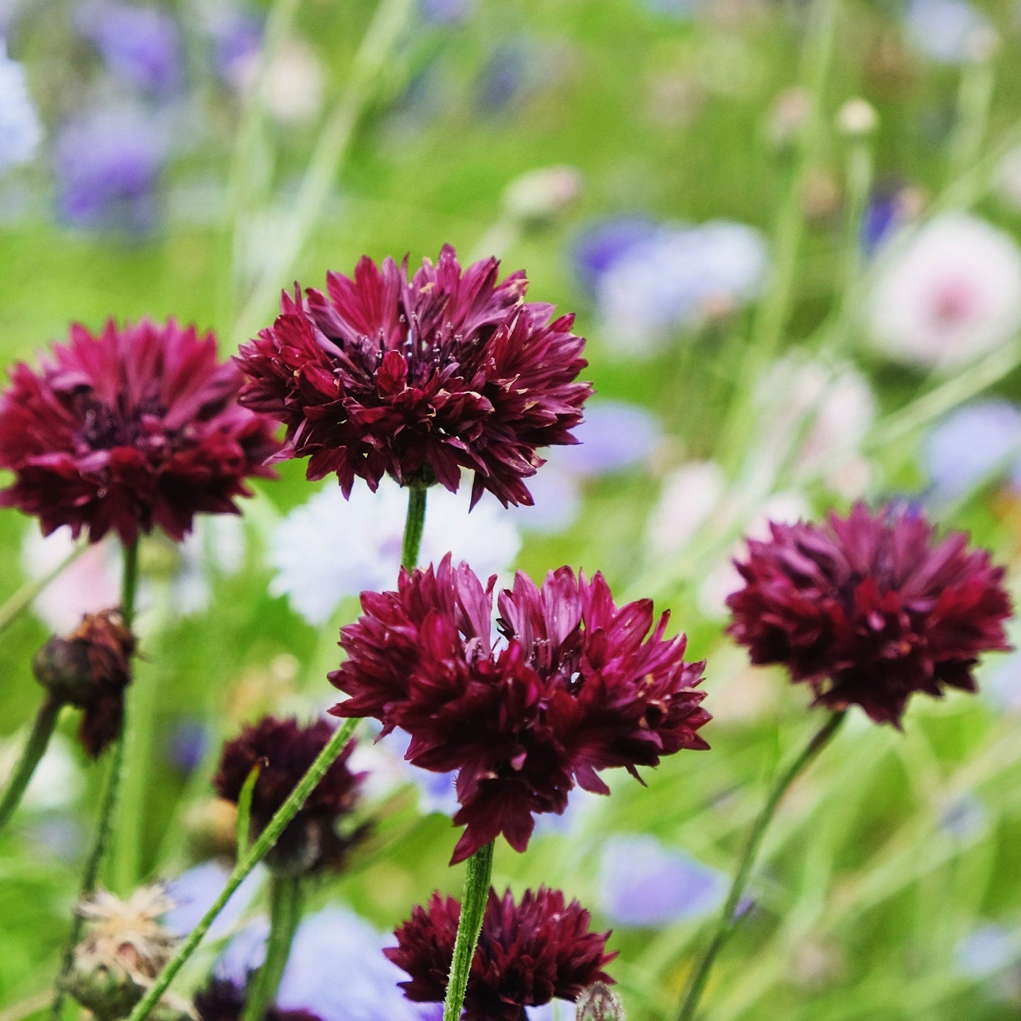 cornflower almost black