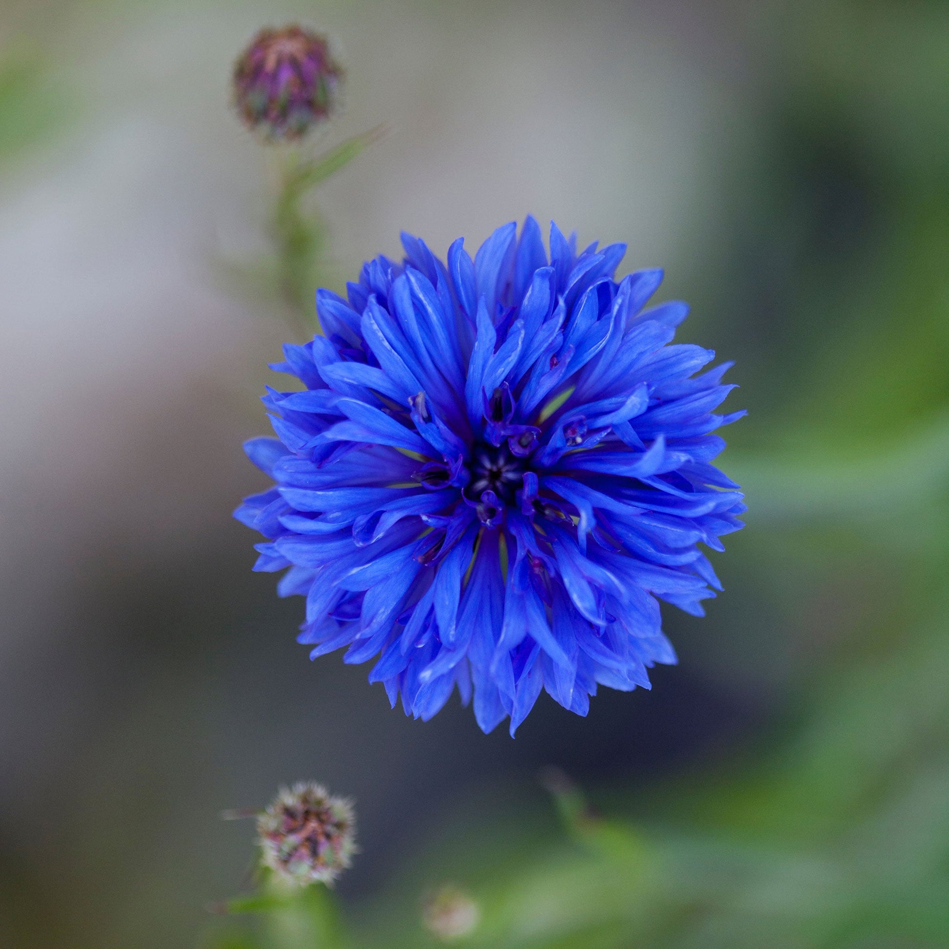 Cornflower / Bachelor Button Seeds - Dwarf Blue - 1/4 Pound, Flower Seeds, Eden Brothers