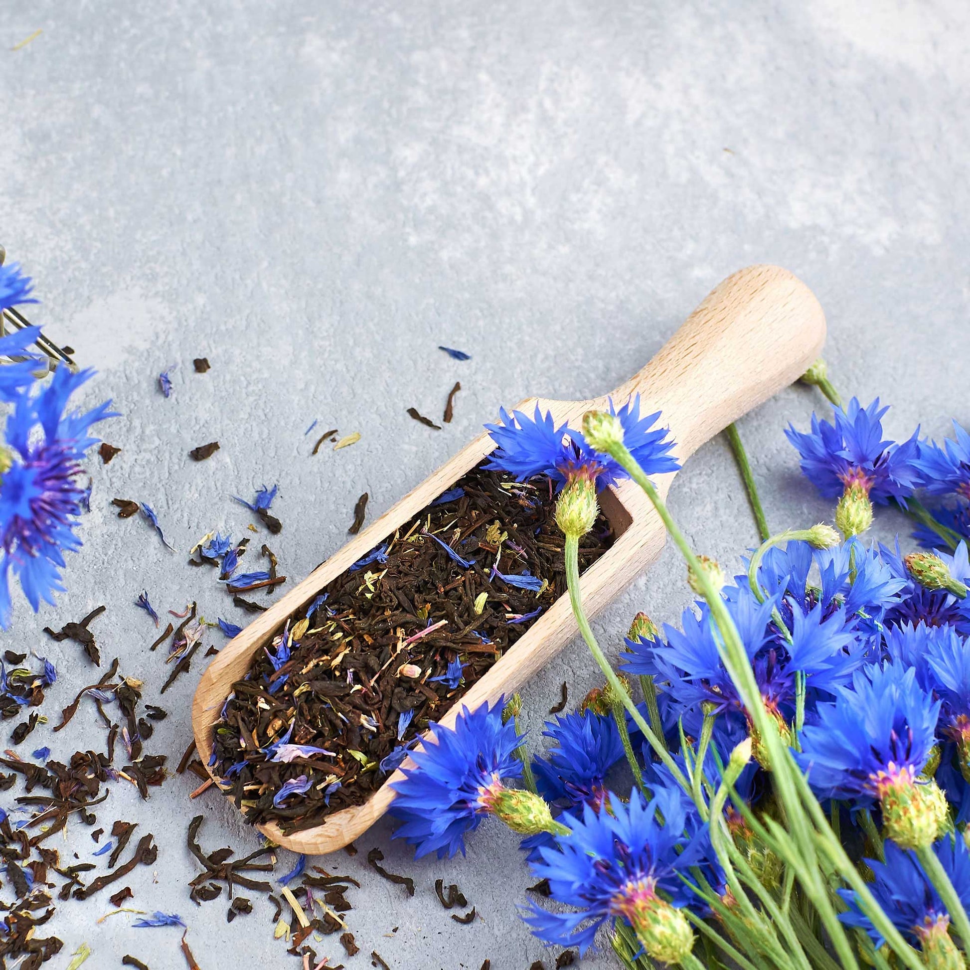 plant cornflower seeds Bulk Cornflower Seeds - Early Victory