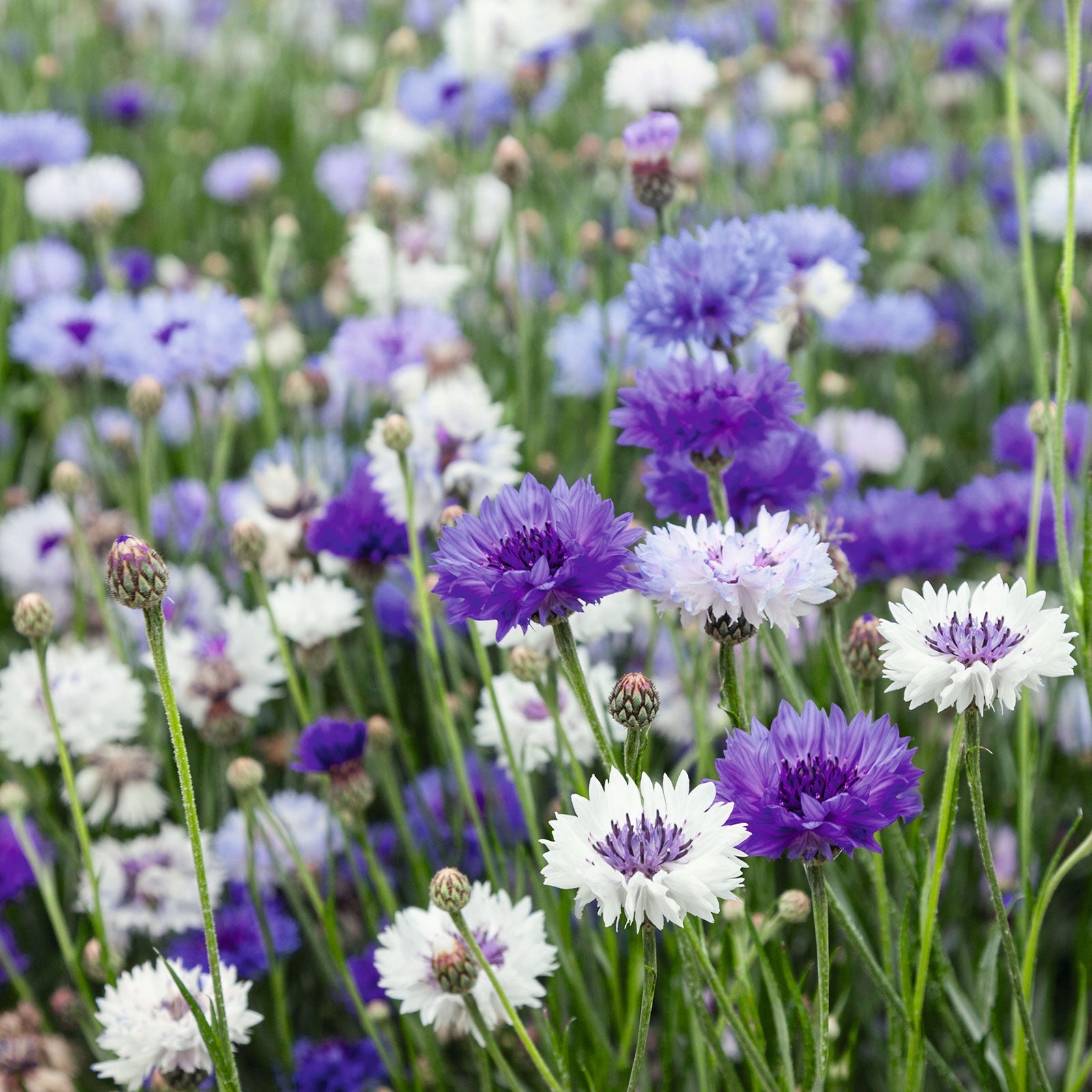 Bachelor Button Cornflower Artistic Drought Tolerant Garden Flower Plant  Seed Mix