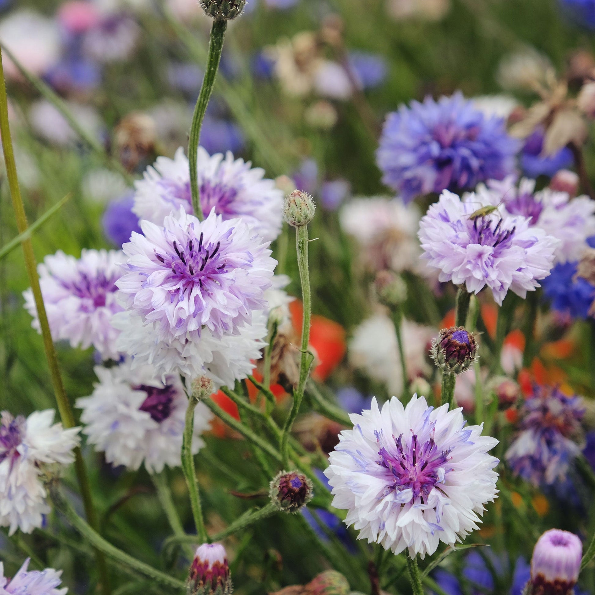 Bachelors Buttons Flower Garden Seeds - Mixed Colors - 1 Oz - Annual Bloom  Gardening Blend - Centaurea cyanus 