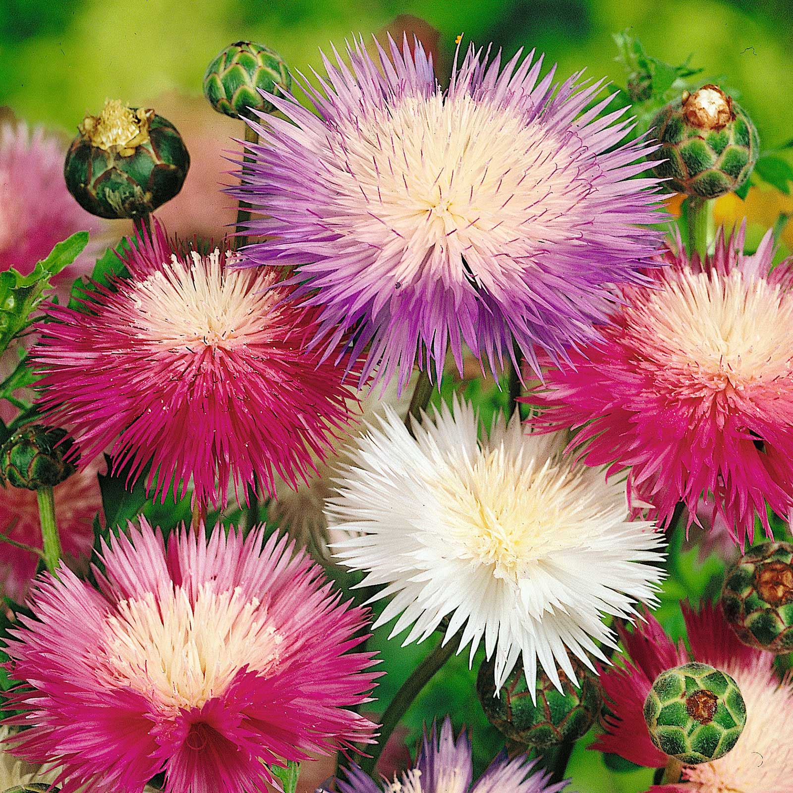 imperialis mix cornflower