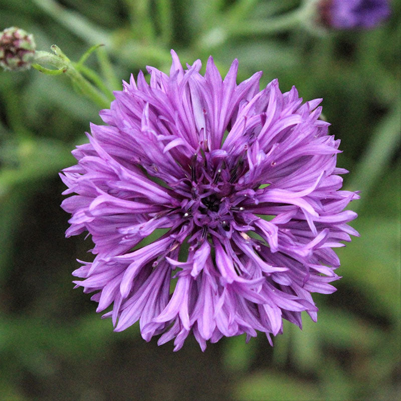 cornflower mauve